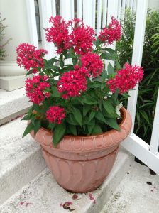 Bunga Pentas