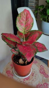 Aglaonema
